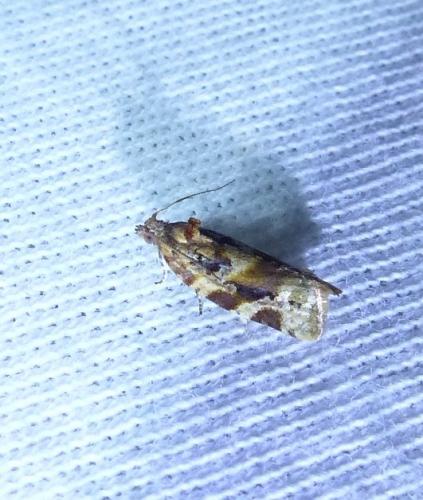 Réf. 209 604 : Argyrotaenia ljungiana